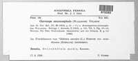 Claviceps purpurea image